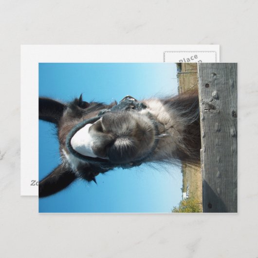 Drama Llama Postkarte (Vorne/Hinten)