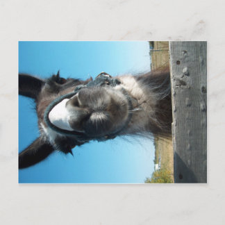 Drama Llama Postkarte