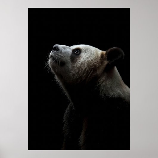 Dramatic Giant Panda Portrait Poster (Vorne)