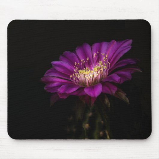 Dramatisch Flatty Cake Cactus Blume Mousepad (Vorne)