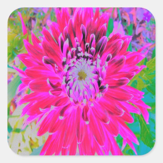 Dramatische Blume Crimson Red and Pink Dahlia Quadratischer Aufkleber (Vorderseite)