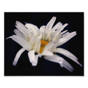 Dramatische Daisy-Blume 8x10 Fotodruck
