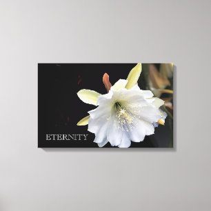 Dramatische Ewigkeitsepiphyllum-Blume auf Leinwand