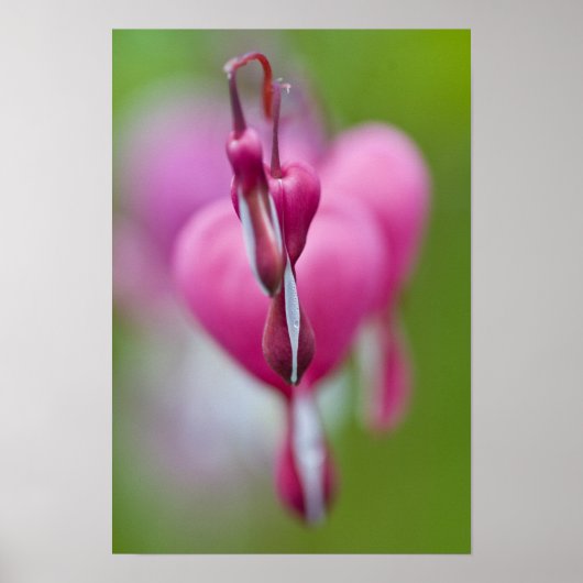 Dramatische Farbe und Form des blutenden Herzens Poster (Vorne)