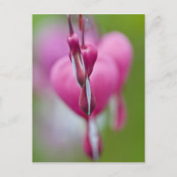 Dramatische Farbe und Form des blutenden Herzens