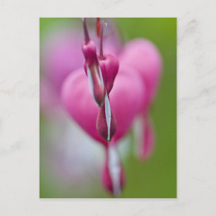 Dramatische Farbe und Form des Flammenden Herzens Postkarte
