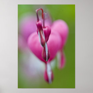 Dramatische Farbe und Form des Herzblutens Poster