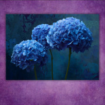 Dramatische Fette Blaue Hortensien Blumen Botanisc