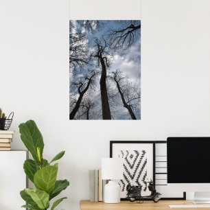 Dramatische Tulpenpappel-Bäume Bewölkter blauer Hi Poster