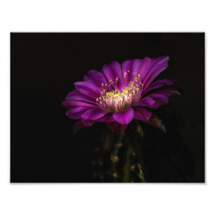 Dramatischer Flatty Cake Fotodruck