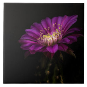 Dramatischer Flatty-Kuchen Fliese