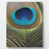 Dramatischer Pfauenfuather Fotoplatte (Vorderseite)