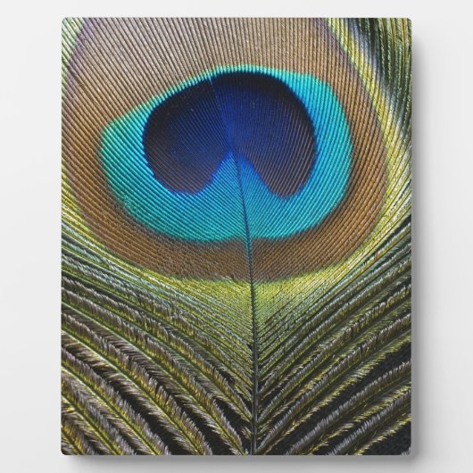 Dramatischer Pfauenfuather Fotoplatte (Vorderseite)