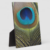 Dramatischer Pfauenfuather Fotoplatte (Seite)