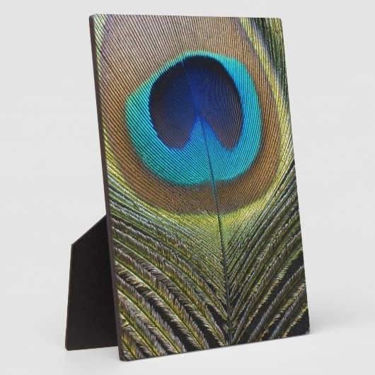 Dramatischer Pfauenfuather Fotoplatte (Seite)