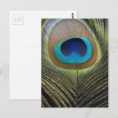 Dramatischer Pfauenfuather Postkarte (Vorne/Hinten)