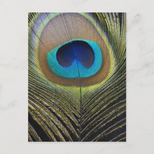 Dramatischer Pfauenfuather Postkarte (Vorderseite)