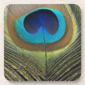 Dramatischer Pfauenfuather Untersetzer (Vorderseite)