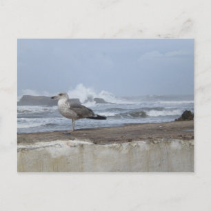 Dramatischer Seagull Postkarte
