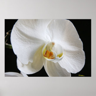 Dramatischer Single Weißer Orchid Blossom auf Schw Poster