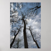Dramatischer Tulip Poplar Trees Cloudy Blue Sky Poster (Vorne)
