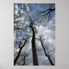 Dramatischer Tulip Poplar Trees Cloudy Blue Sky Poster