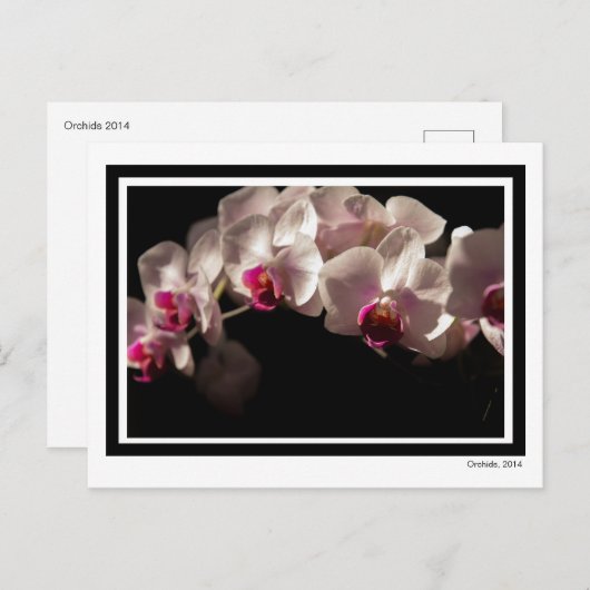 Dramatisches Rosa und Weiße Orchideen auf Schwarz Postkarte (Vorne/Hinten)