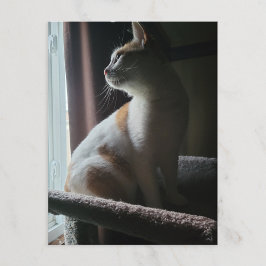 Dramatischste Katze auf Katzenbaum überhaupt Postkarte
