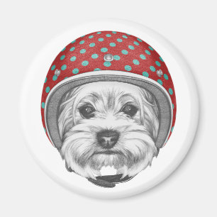 Draufgänger Yorkshires Terrier Magnet