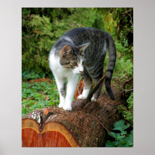 Draußen auf einem Katzenspaziergang  -  Kitty Post Poster