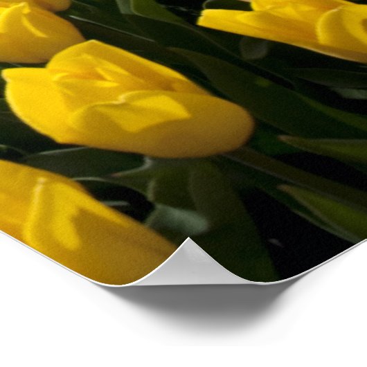 draußen in den Tulip-Feldern Poster (Ecke)
