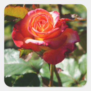 Dream Come True Rose #2-2 Stickers