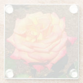 Dream Come True Rose 3 Glass Untersetzer (Rückseite)