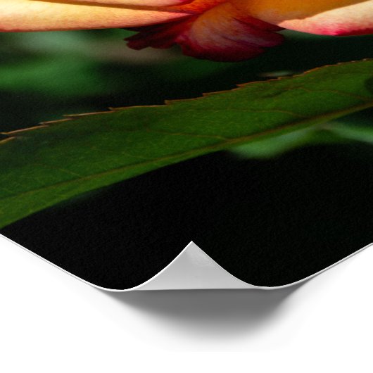 Dream Come True Rose Poster (Ecke)