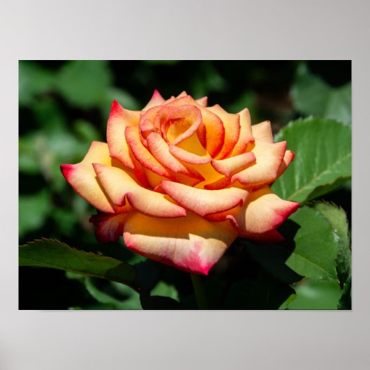 Dream Come True Rose Poster (Vorne)