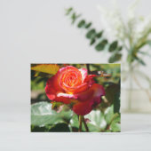 Dream Come - wahre Rose #2-2 Postkarte (Stehend Vorderseite)