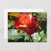 Dream Come - wahre Rose #2-2 Postkarte (Vorne/Hinten)