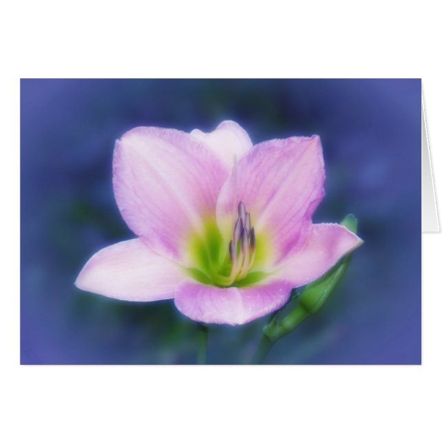 Dream Lily (Vorderseite (Horizontal))
