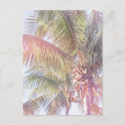Dream Palm Tree Postkarte (Vorderseite)