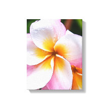 Dream Vorlage: franjipani flower