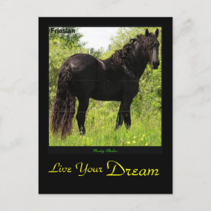 Dreamin' Friesian Postcard Postkarte