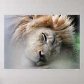 Dreaming Lion Poster (Vorne)
