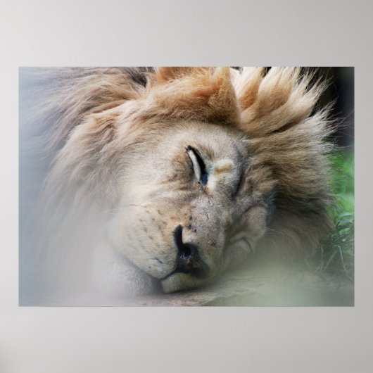 Dreaming Lion Poster (Vorne)