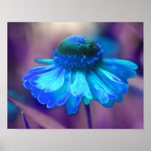 Dreamy Blue Zinnia Abstrakte Blume Kunst, Dichtung Poster