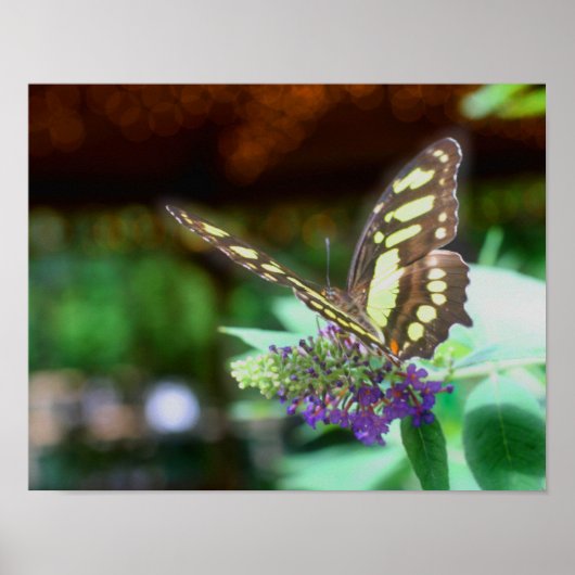Dreamy Butterfly on Blume Nature Poster (Vorne)