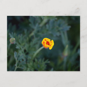 Dreamy California Mohn Postcard Postkarte