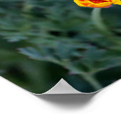 Dreamy California Mohn Poster (Ecke)