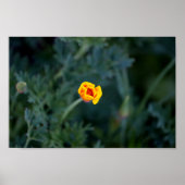 Dreamy California Mohn Poster (Vorne)