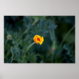 Dreamy California Mohn Poster