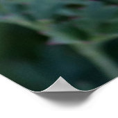 Dreamy California Mohn Poster (Ecke)